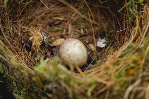 A Single Brown Speckled Egg In A Little Nest Photo