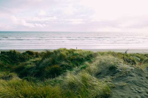 Grassy Beach View Photo