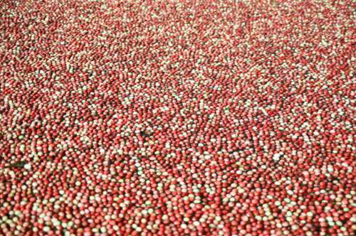 Cranberries For All! Photo