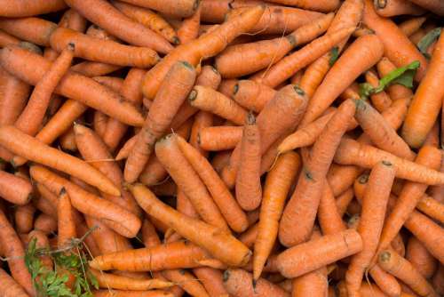 Freshly harvested carrots at a market