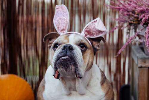 English Bulldog dress up for Halloween 6