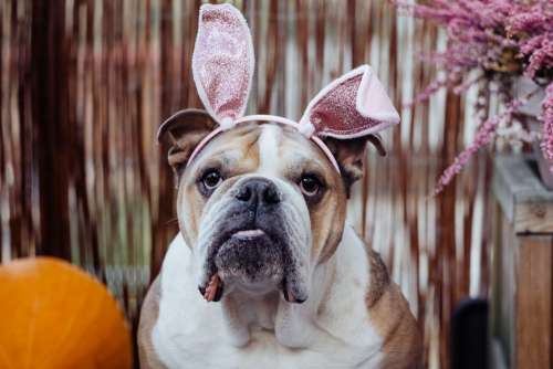 English Bulldog dress up for Halloween 4