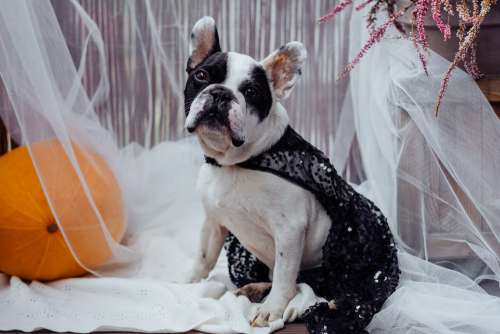 French Bulldog dressed up for Halloween 2