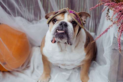 English Bulldog dress up for Halloween 2