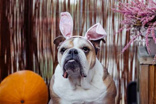English Bulldog dress up for Halloween 5
