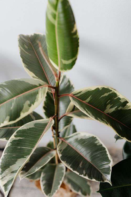 Ficus plant