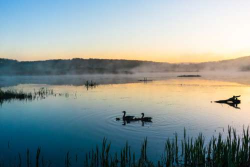 Lake Swans Dawn Free Photo