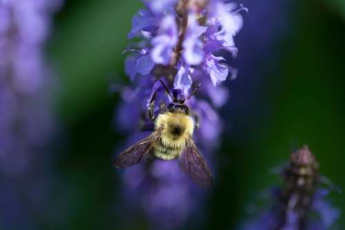 Bee Flower Macro Free Photo