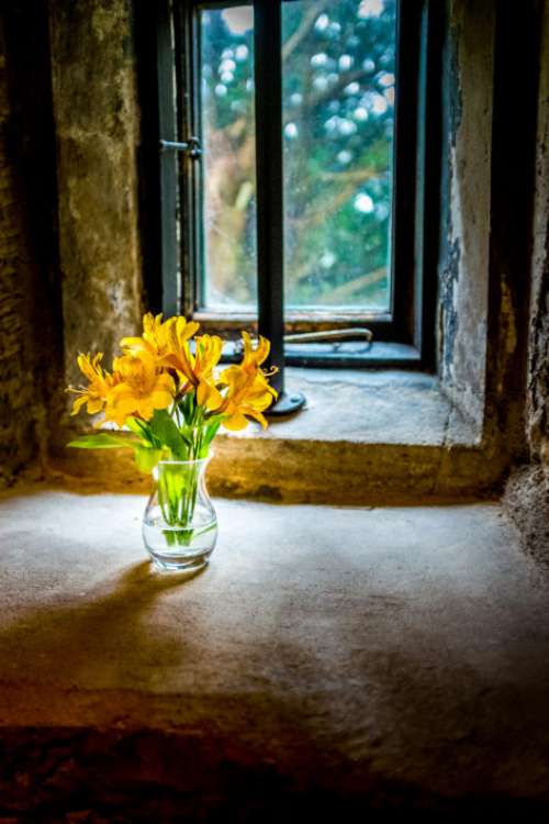 Flower Vase Window Free Photo