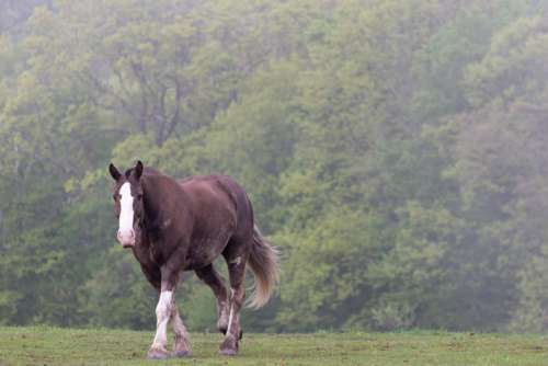 Horse Pasture Equine Free Photo