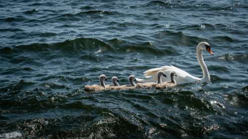 Swans Swimming Water Free Photo
