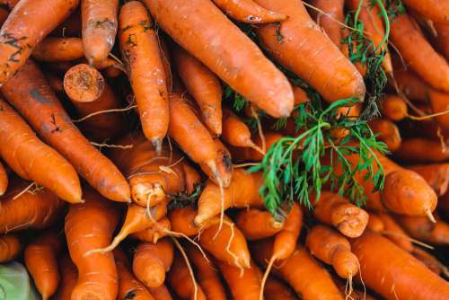 Pile of Carrots Free Photo