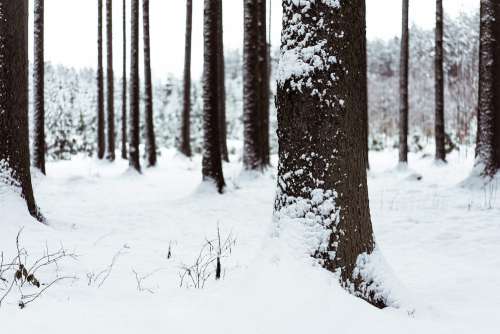 Snowy Tree Trunk Free Photo