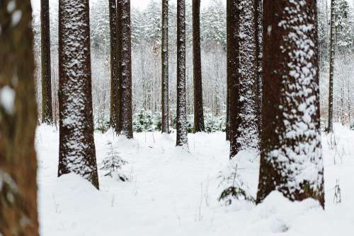 Snow in Forest Free Photo
