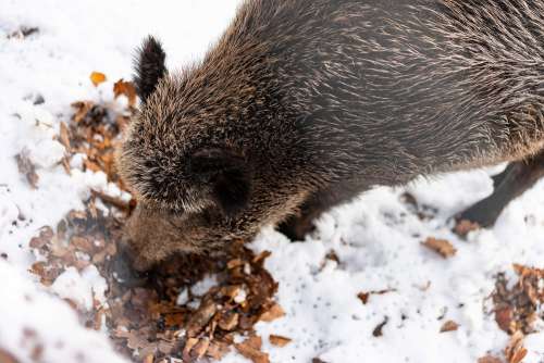 Wild Boar Eating in Snow Free Photo