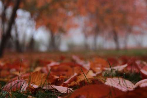 Leaf Fall Red Autumn Forrest Autumn Colors Ground