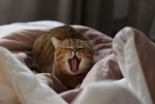 Cat Yawns Yawning Sleepy Yawn I Love It