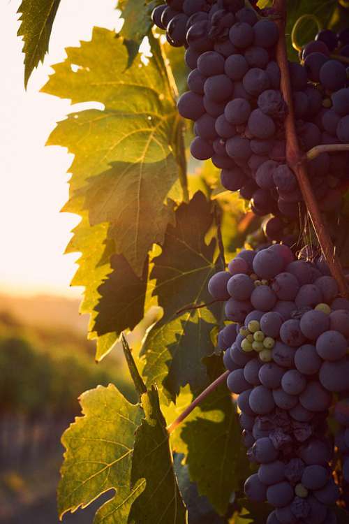 Italy Tuscany Vineyards Wine Grapes Sunset