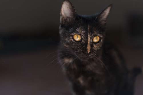 Malai Cat Animal Feline Kitten Gray Kitty