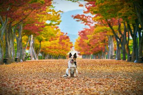 Autumn Dog Nature The Leaves Scenery Landscape