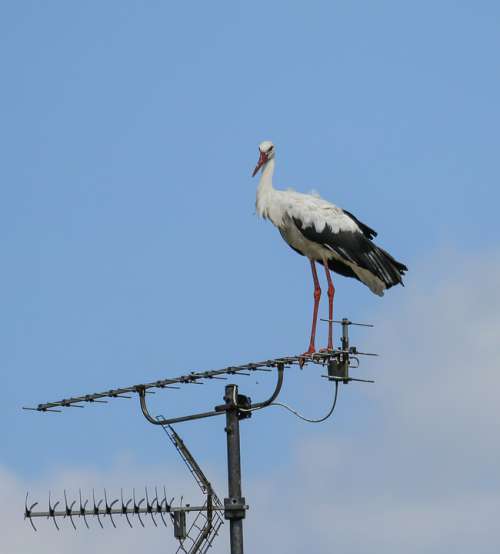 Stork Antenna Standing Sky Adebar White