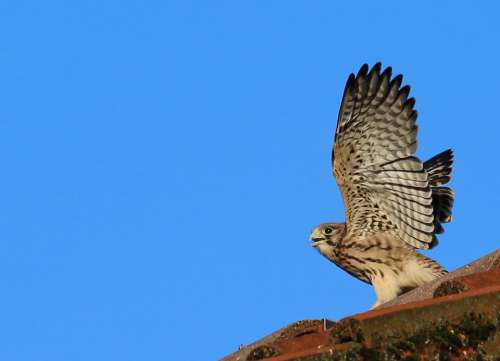 Kestrel Young Animal Young Animal Portrait Close Up