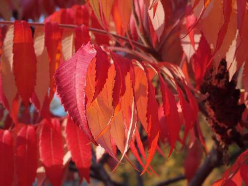 Autumn Foliage Leaves Red Sunny Sun October