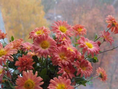 Flowers Chrysanthemum Window Orange Autumn October