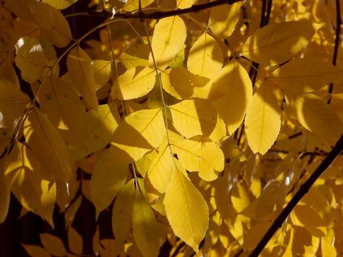 Autumn Foliage Leaves Yellow Sunny Sun October