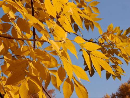 Autumn Foliage Leaves Yellow Sunny Sun October