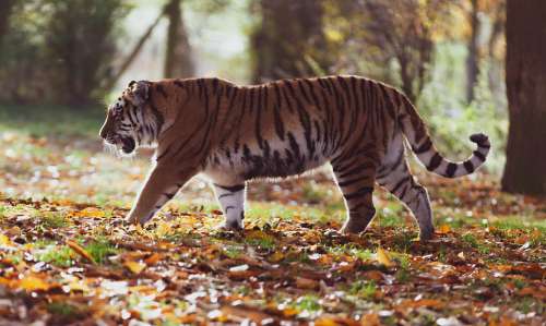 Amur Tiger Tiger Predator Hunter Nature Animal