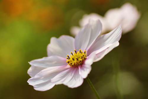 Cosmea Flower Plant Nature Blossom Bloom Cosmos