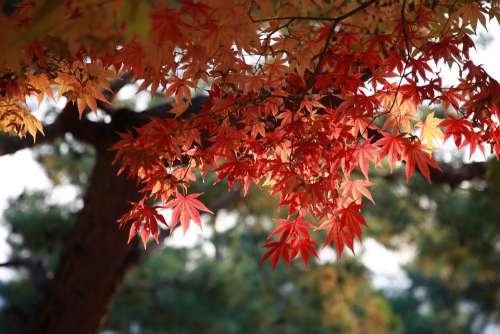 Autumn Leaves Maple Leaf The Leaves Autumn Nature