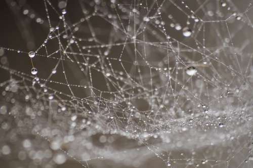 Dew Water Drop Droplets Dewdrop Spider Web