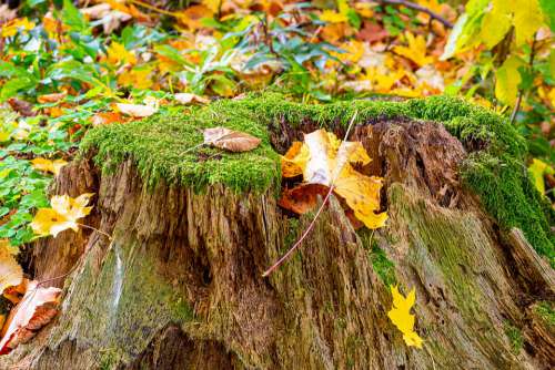 Autumn Foliage Nature Wood