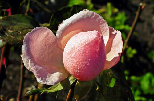 Rose Flower Pink Love Beauty Garden Nature