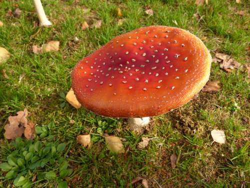 Fly Agaric Mushroom Toxic Nature Autumn Red