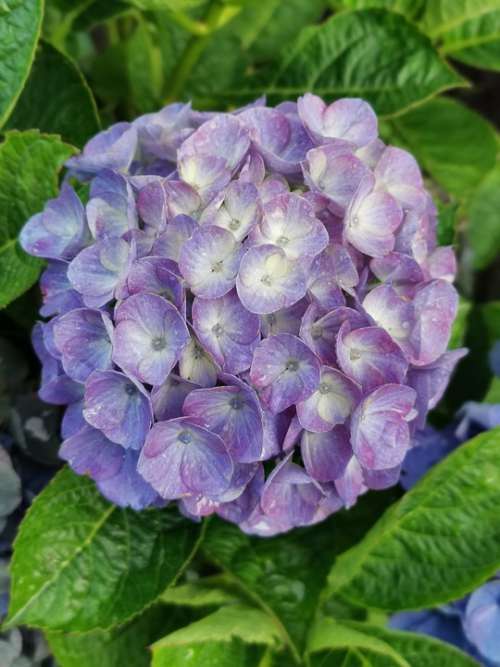 Flower Hydrangea Garden Summer Blue Beautiful