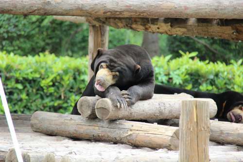 Black Bear Zoo Summer The Wild