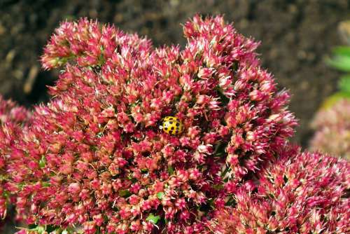 Sedum Flowers Flourishing Ladybug Insect Garden