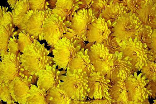 Chrysanthemum Flowers Yellow Autumn Plant Nature