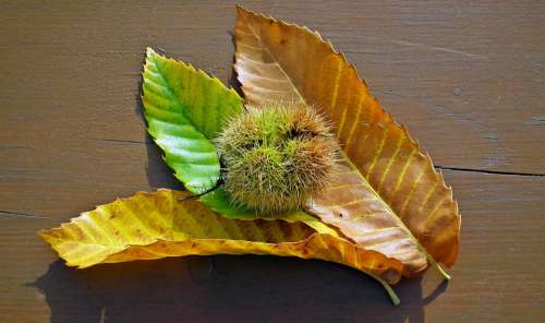 Chestnut Edible Foliage Barbed In The Fall Fruit