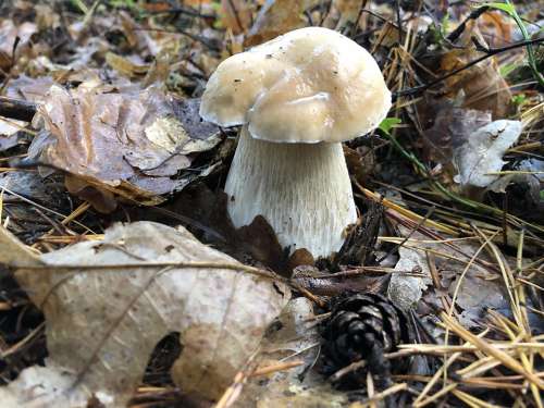 Mushroom Cep Nature Forest Edible