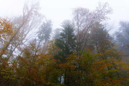 Trees Fog Autumn Forest Landscape Nature Secret