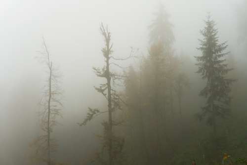 Trees Fog Autumn Forest Landscape Nature Secret