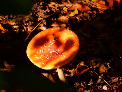 Sun Forest Mushroom Poison Toadstool Autumn