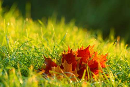 Foliage Autumn Colors Mood Nature Grass