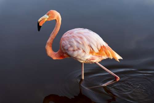 Flamingo Bird Pink Animal Wildlife Feather