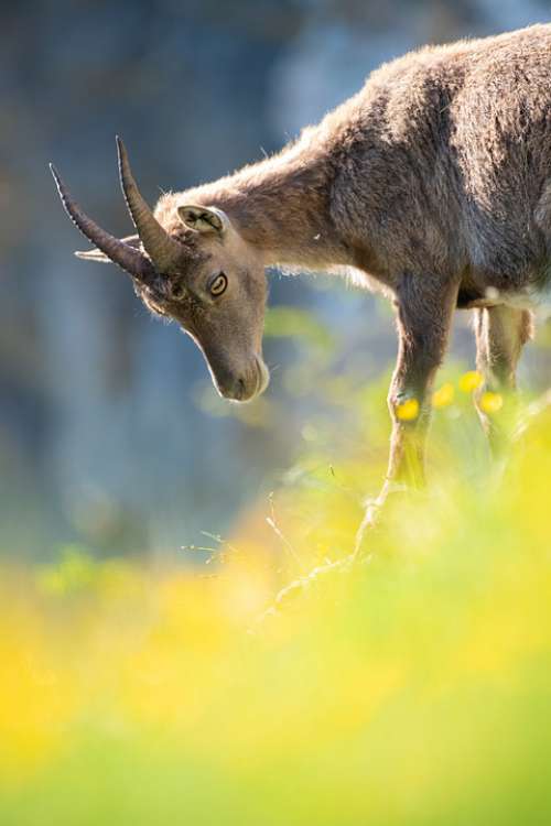 Capricorn Young Young Animal Alpine Alpine Ibex