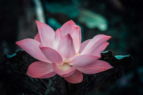 Flowesr Lotus Nature Pink Flowers Pond Peace
